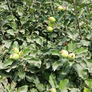 Meet your Posher, Hector h